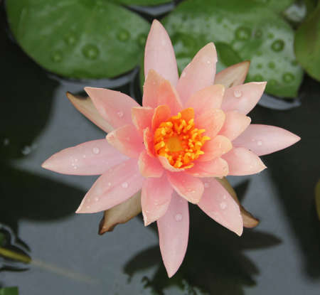 lotus flowerの写真素材