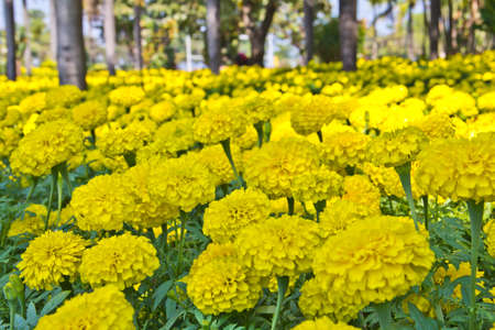 Marigolds yellow in gardenの写真素材