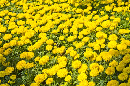 Marigolds yellow in gardenの写真素材