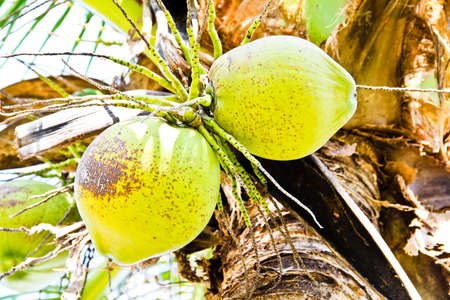Young coconutの写真素材