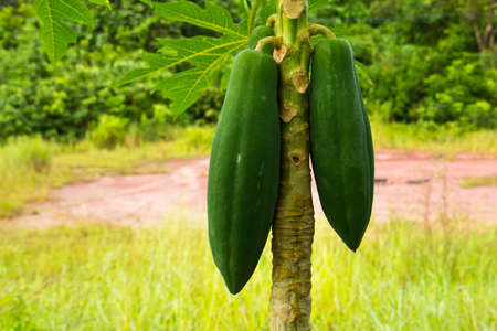 Young papaya on treeの写真素材