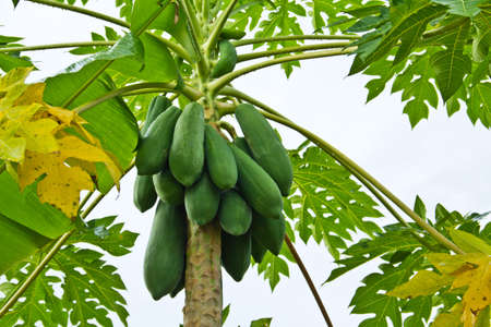 green papayas on tree