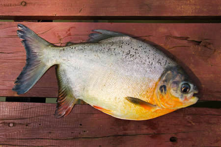 Fish on a wooden floor.の写真素材