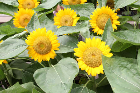 Sunflower in the gardenの写真素材