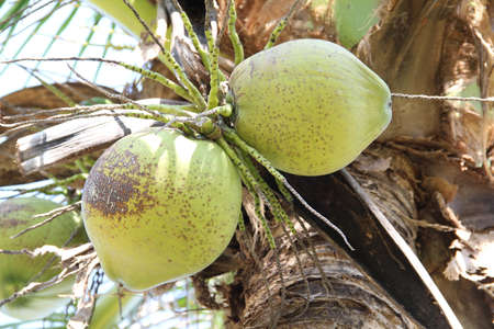 Coconuts on treeの写真素材