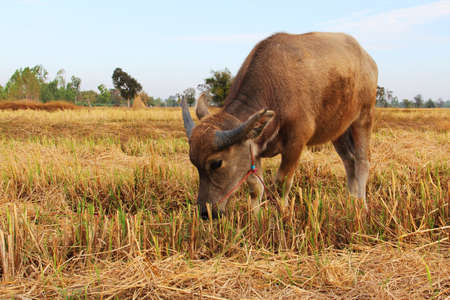 little buffaloの写真素材