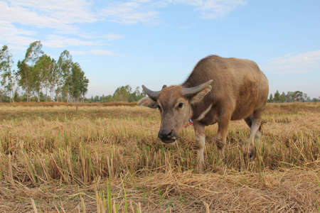 thai little buffaloの写真素材