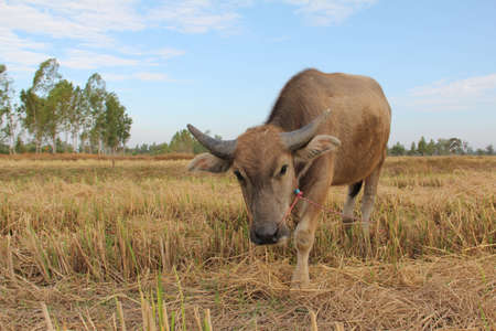 thai little buffaloの写真素材