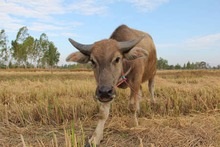 thai little buffaloの写真素材