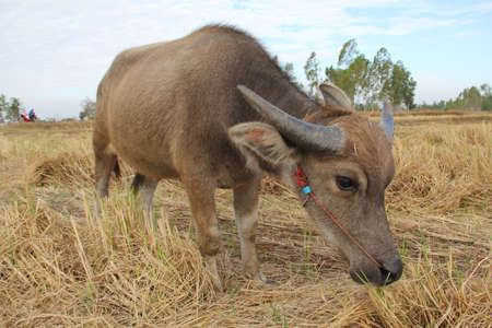 thai little buffaloの写真素材