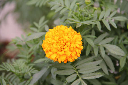 Marigold flower yellowの写真素材