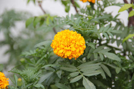 Marigold flower yellowの写真素材