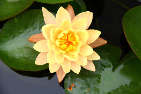 The lotus flower in the peaceful pondの写真素材