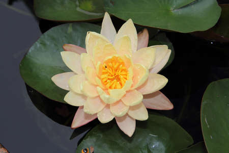 The lotus flower in the peaceful pondの写真素材