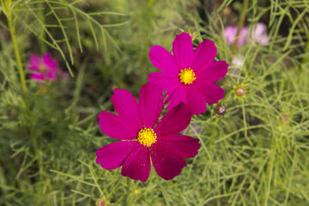 Beautiful Floral Border.Flower designの写真素材