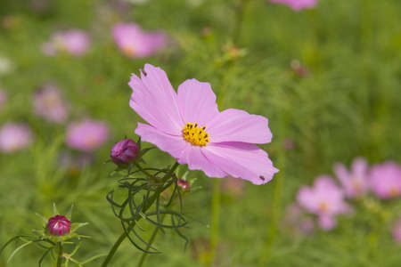 Beautiful Floral Border.Flower designの写真素材
