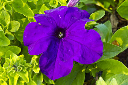 closeup of a beautiful butterfly on a purple flowerの写真素材