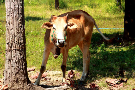 Cow standing on green の写真素材