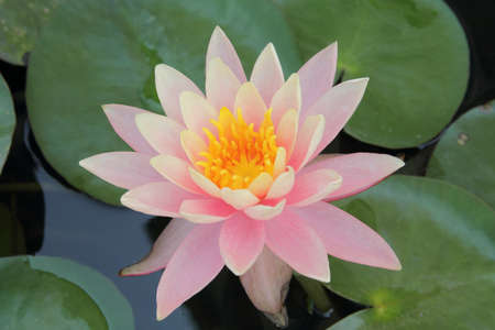 lotus flowerの写真素材