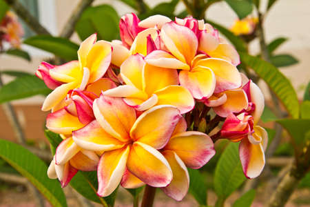 Branch of tropical flowers frangipani  plumeria  の写真素材