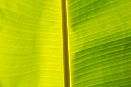 Banana leaf background の写真素材