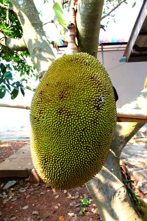 Jackfruit on the tree の写真素材