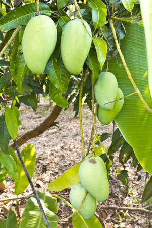 Green mangoの写真素材