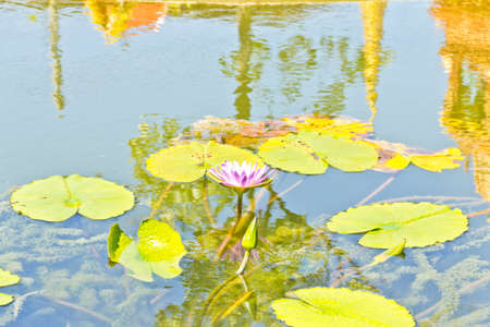 Lotus flower in the pondの写真素材