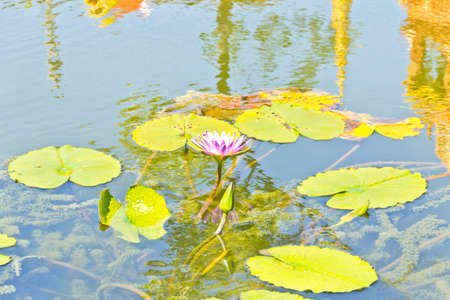 Lotus flower in the pondの写真素材