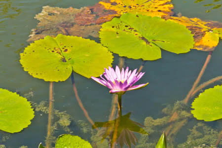 Lotus flower in the pondの写真素材