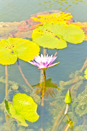 Lotus flower in the pondの写真素材