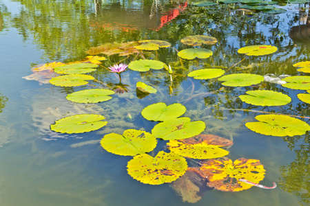 Lotus flower in the pondの写真素材