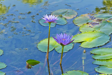 Lotus flower in the pondの写真素材