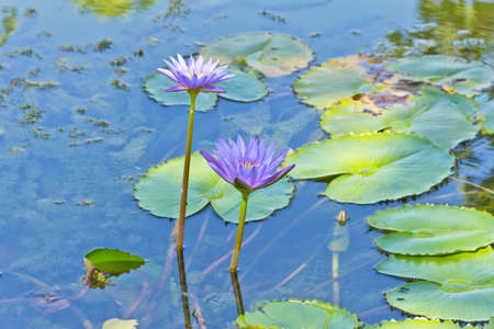 Lotus flower in the pondの写真素材
