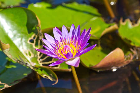 Lotus flower in the pondの写真素材