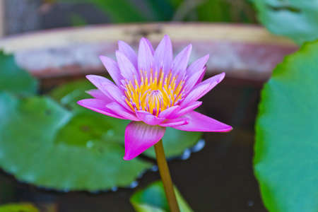Lotus flower in the pondの写真素材