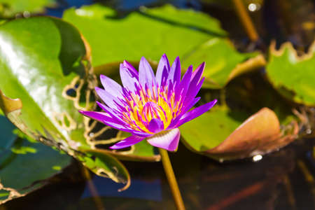 Lotus flower in the pondの写真素材