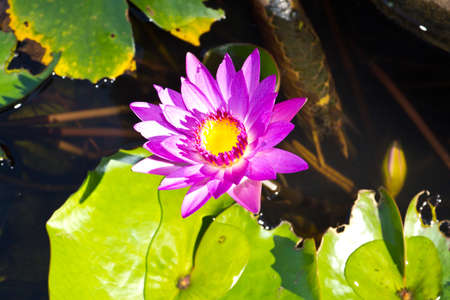 Lotus flower in the pondの写真素材