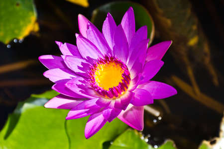 Lotus flower in the pondの写真素材