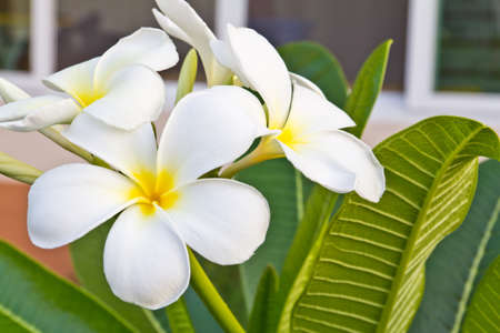 frangipani flowers in gardenの写真素材
