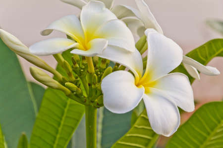 frangipani flowers in gardenの写真素材