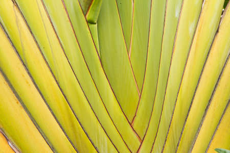 Shaft is a type of banana leaves cascaded like a blow background textureの写真素材