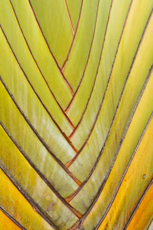 Shaft is a type of banana leaves cascaded like a blow background textureの写真素材