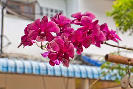 Beautiful purple orchid - phalaenopsisの写真素材