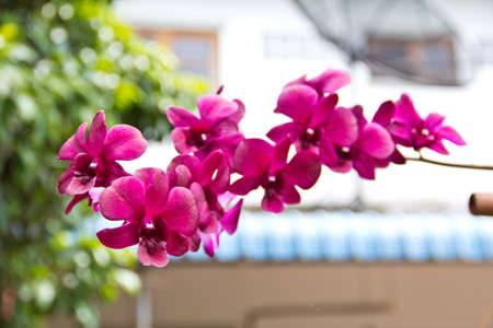 Beautiful purple orchid - phalaenopsisの写真素材