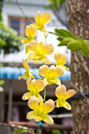 Yellow Orchid Flowersの写真素材