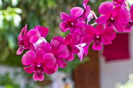 Beautiful purple orchid - phalaenopsisの写真素材