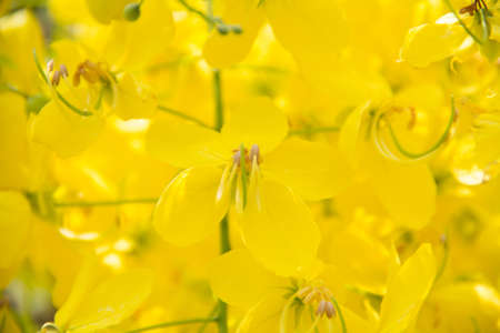 Cassia Flower in summer,Cassia flowerの写真素材