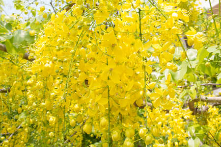 Cassia Flower in summer,Cassia flowerの写真素材