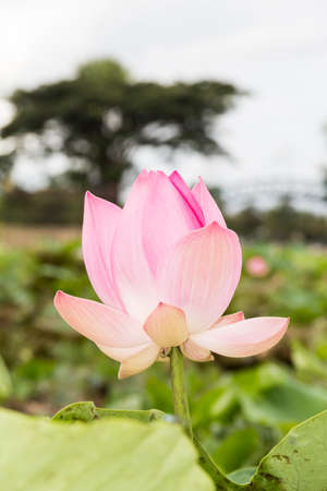 Lotus flower in the pondの写真素材